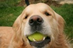 cane-importanza-gioco