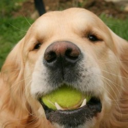 cane-importanza-gioco