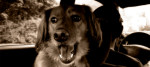 cane-macchina-codice-stradale