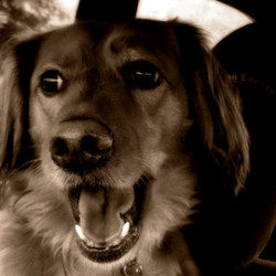 cane-macchina-codice-stradale