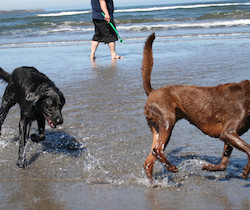 cani spiaggia toscana