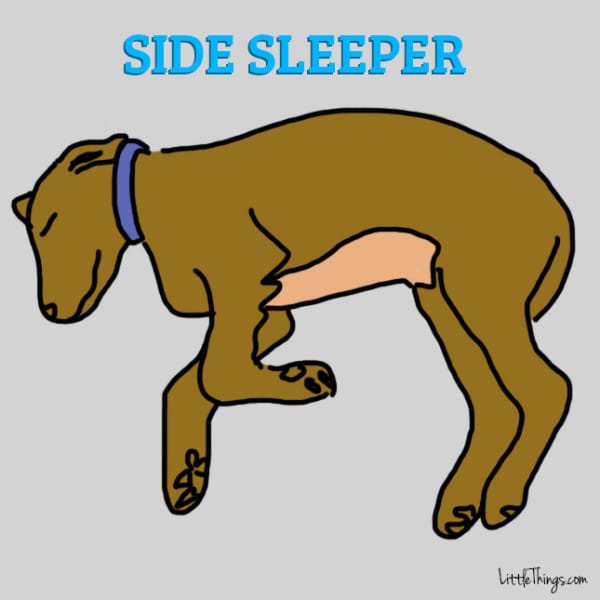 6 posizioni di sonno che rivelano il carattere del tuo cane Dog Coach